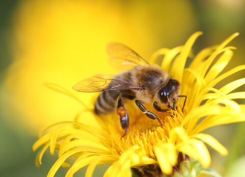 16.4.2026 Projekt Insekten